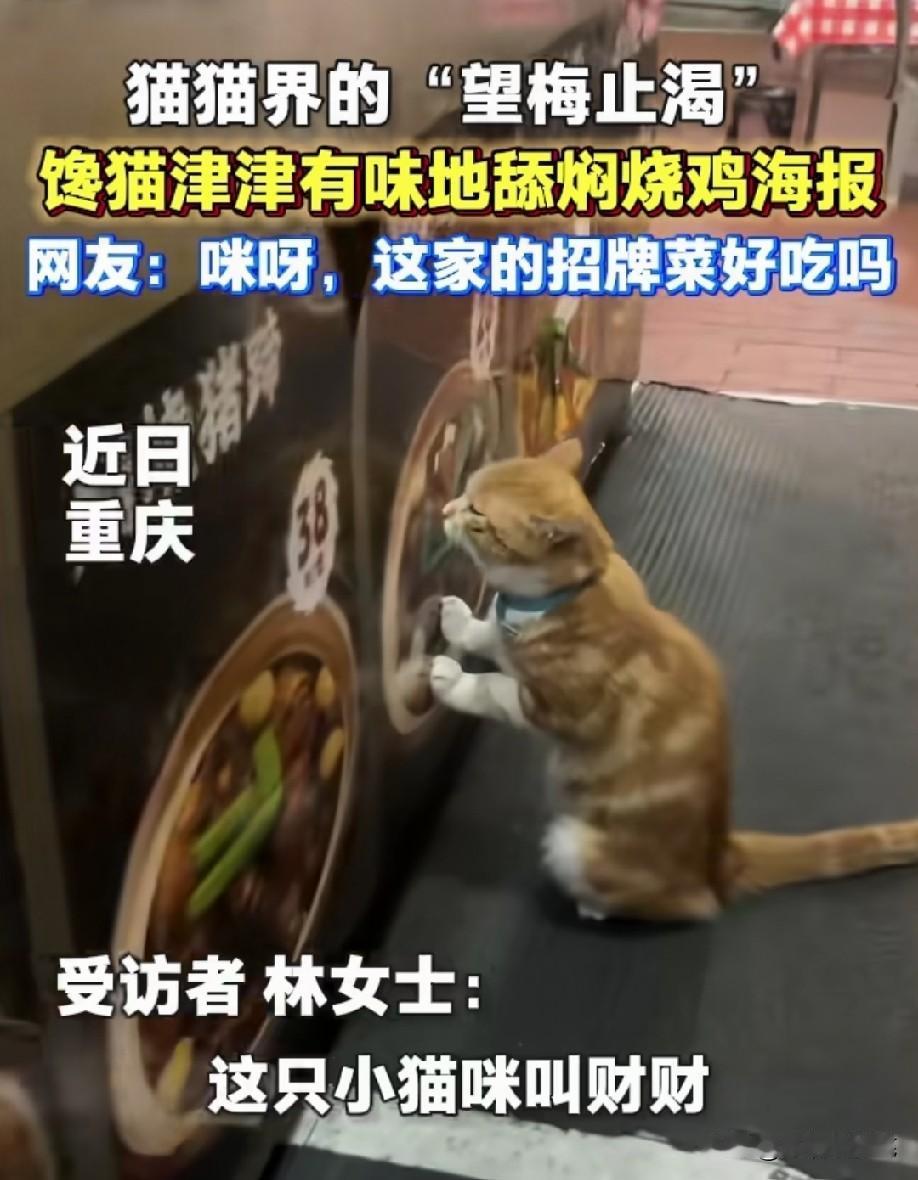 哈哈哈猫咪都馋哭了T﹏T[笑着哭]