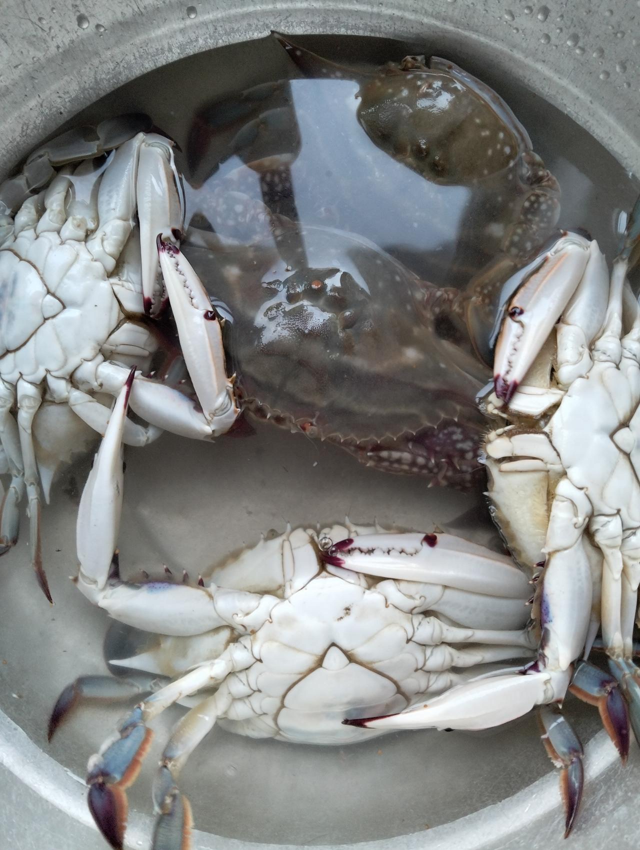 我今天买了5只母螃蟹一斤八两，花了90元钱。西口码头与九田水产批发市场有一个区别