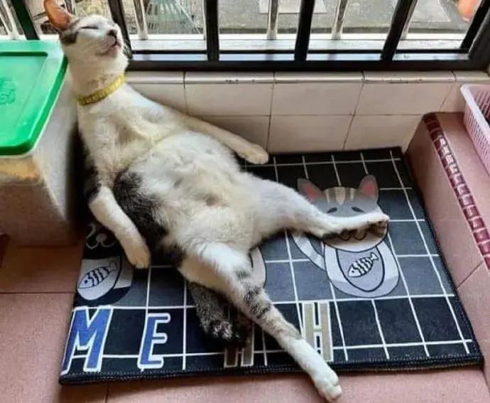 猫被收养前快饿死了，收养后，喵：就让我这样醉生梦死吧！网友在路边看到一只小猫快饿