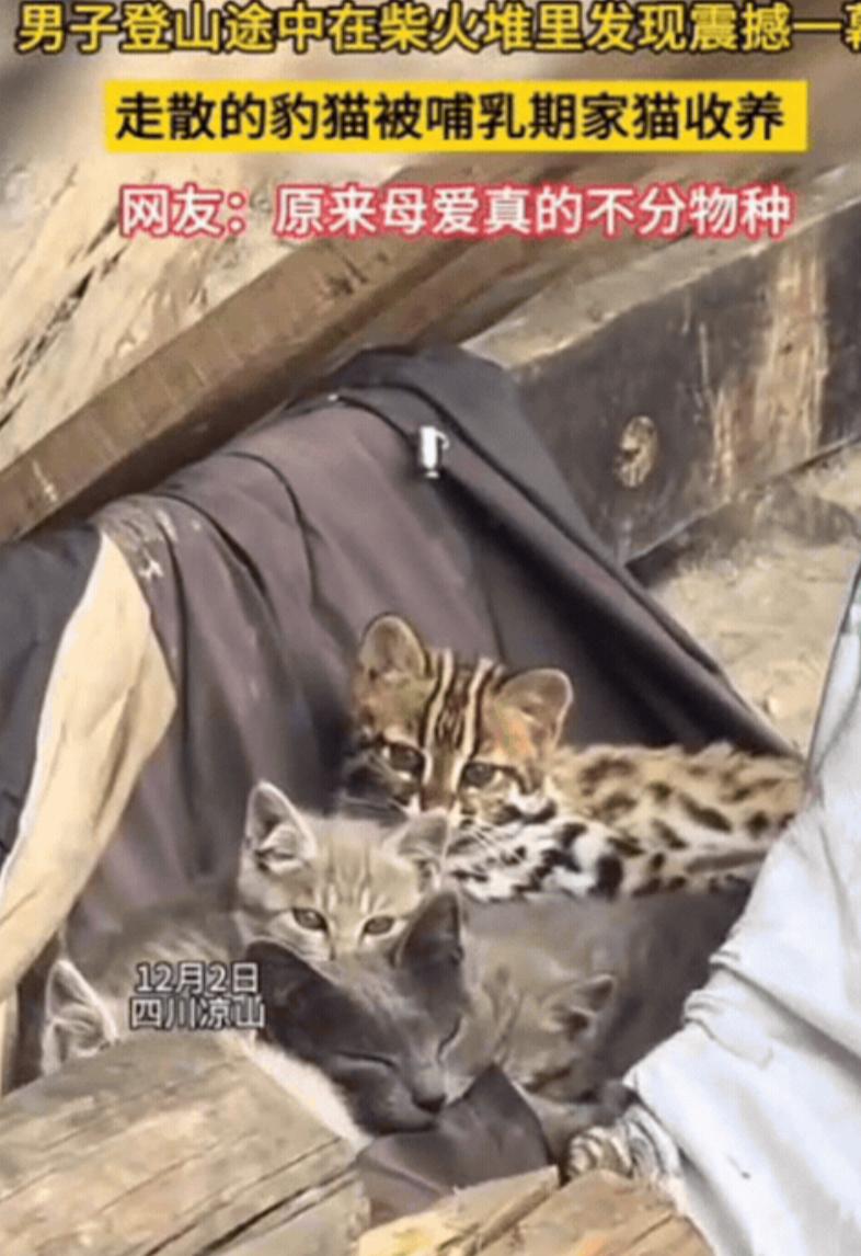 太有灵性了！12月2日，四川一男子爬山途中，竟然在农户柴火堆里，发现震撼一幕，一