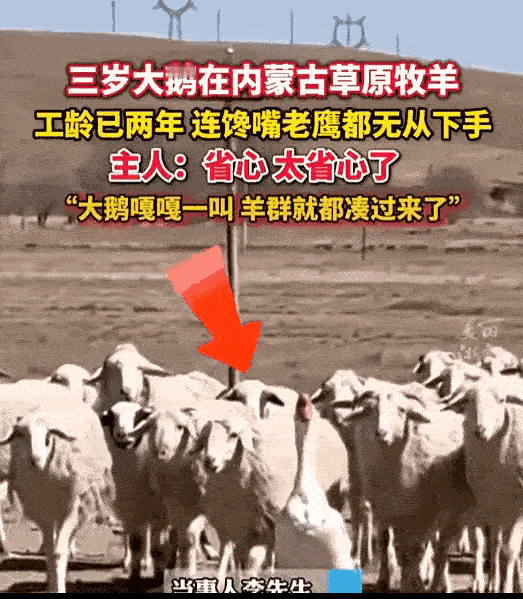 万万没想到！内蒙古有家人养了两只大鹅天天打架，于是就把其中一只放进了羊圈，万万没