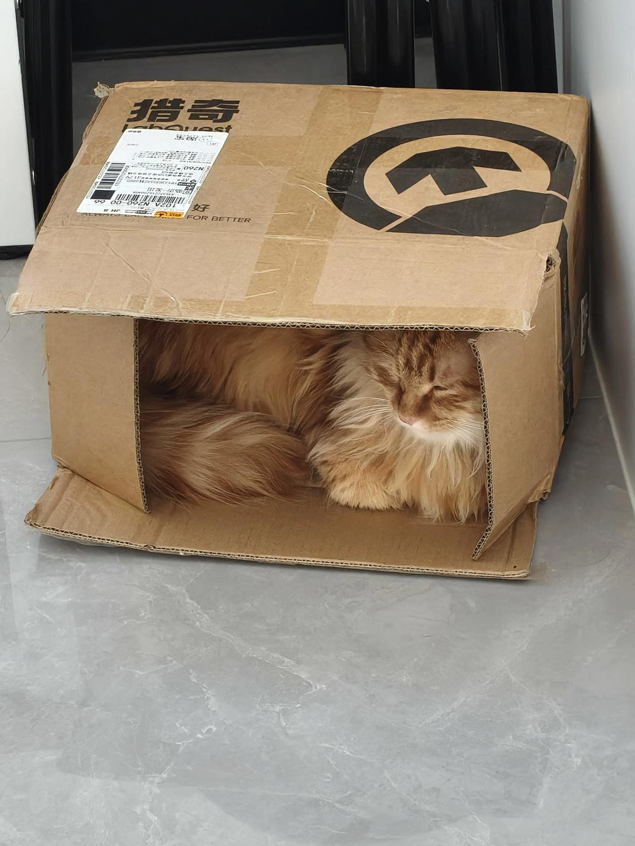 这只猫窝在纸箱里睡得那叫一个舒坦！萌得人直心尖发痒猫绝美睡姿怀里软乎乎的猫猫