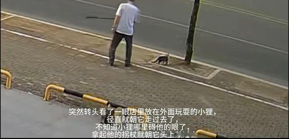 看到这样的事，心里像被扎了一下——小猫无依无靠，只是在店外玩耍，却平白遭受这样的