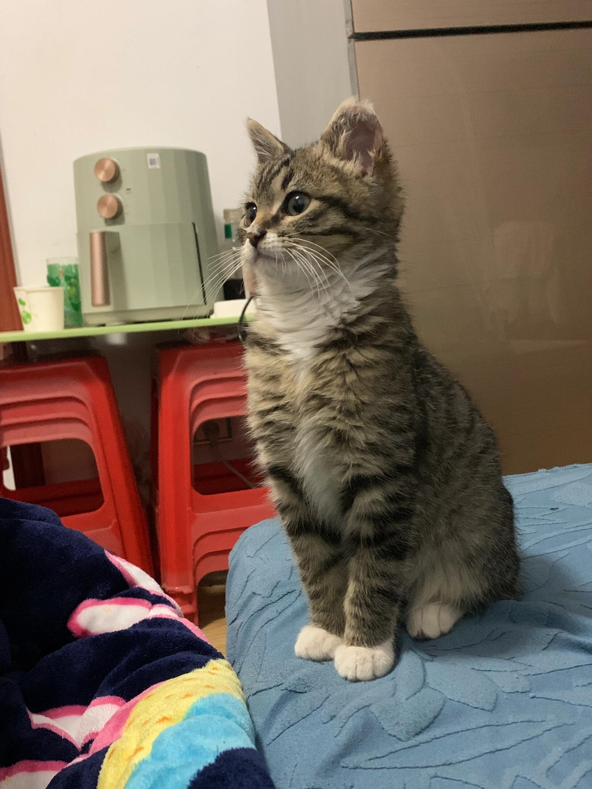 猫猫：今天考试得了60分，比隔壁小狗班的耶耶多了一分，老师还表扬我了​​​