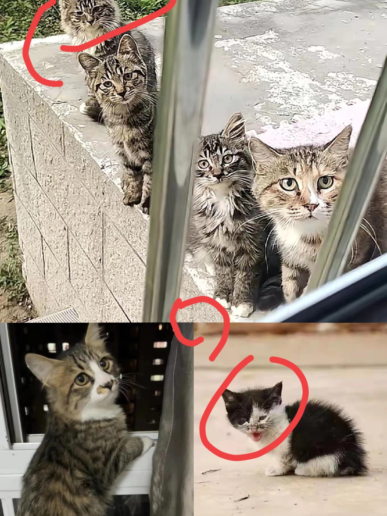 千万不要心软投喂小区里的流浪猫。它不仅会记住你,还会带着崽堵着你!就