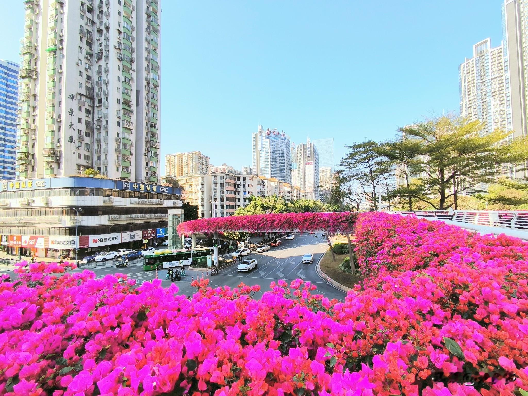 我来晒下天河公园的美景！冬天来这儿看花超棒，处处美如画，鲜艳夺目。...
