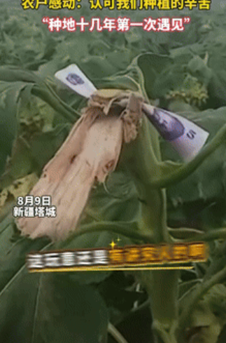 “是个讲究人！”新疆塔城，一男子去地里看自己种植的向日葵时，发现少了一朵，可取而