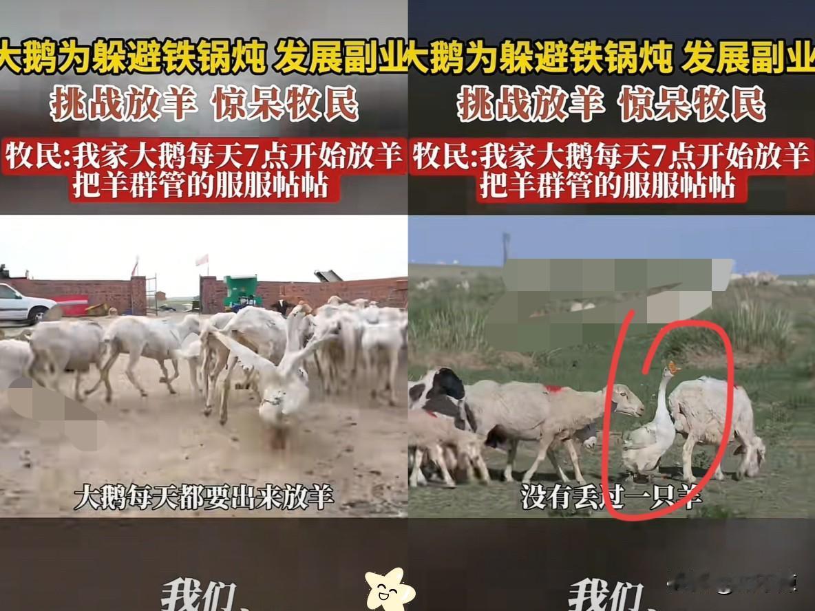 内蒙古一个牧民家里养了只大鹅准备冬天炖着吃，结果这鹅自己整出新活来了。每天七点准