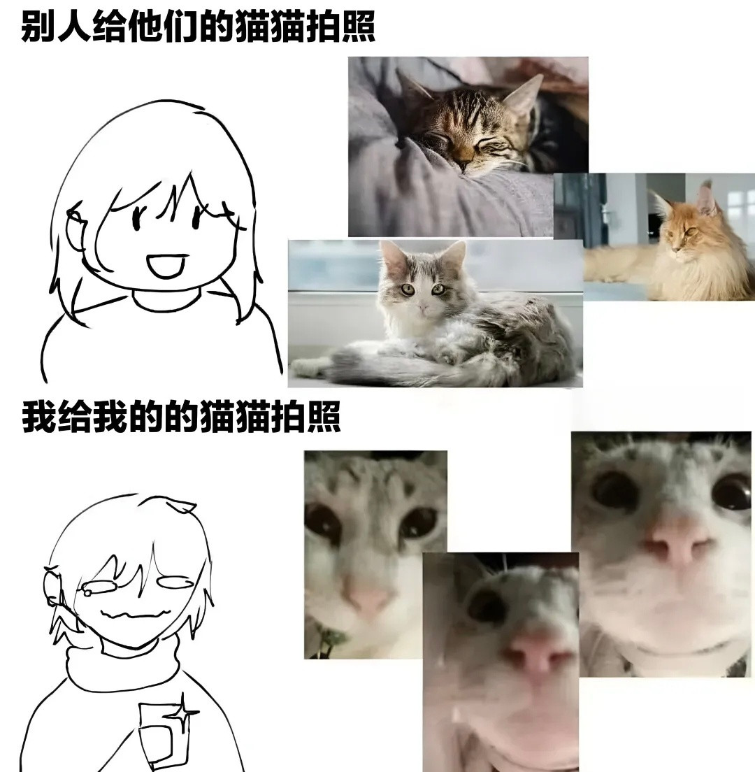 就喜欢丑猫memes