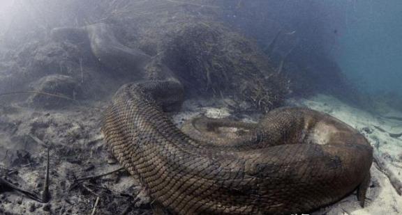 2018年，巴西两位潜水员在福尔莫索河河底拍摄后，正准备离开，突然一个庞然大物向