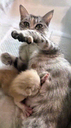 乖乖嘞，这小奶猫可把俺心疼坏了！猫妈妈生完它之后体力没缓过来，整整5天没给它喂奶