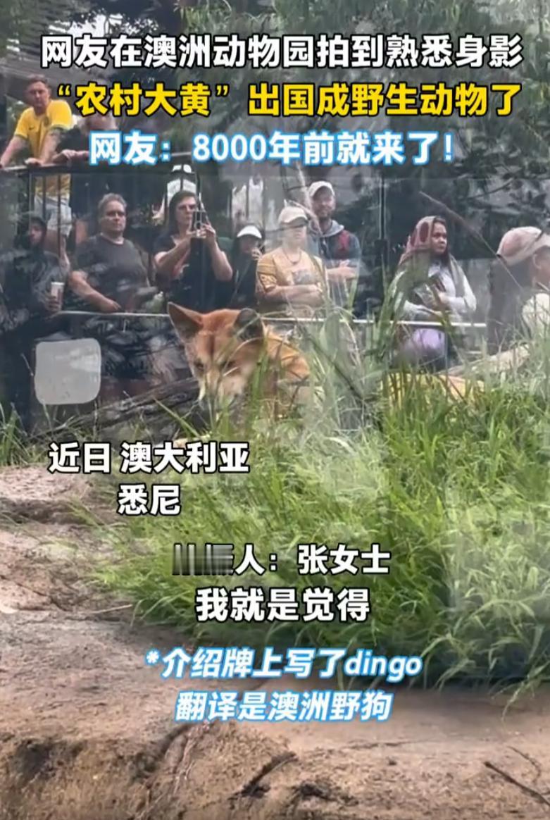 万万没想到！女子跟团去悉尼旅游，逛动物园时被澳洲野狗吸引了，她发现在澳洲的野生动