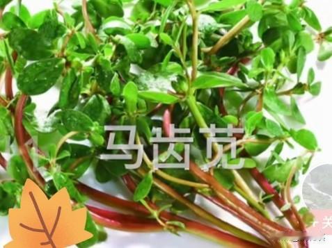 大千世界，真的太奇妙了！特别是蔬菜的种植，学一辈咱都学不完的技术！今天给