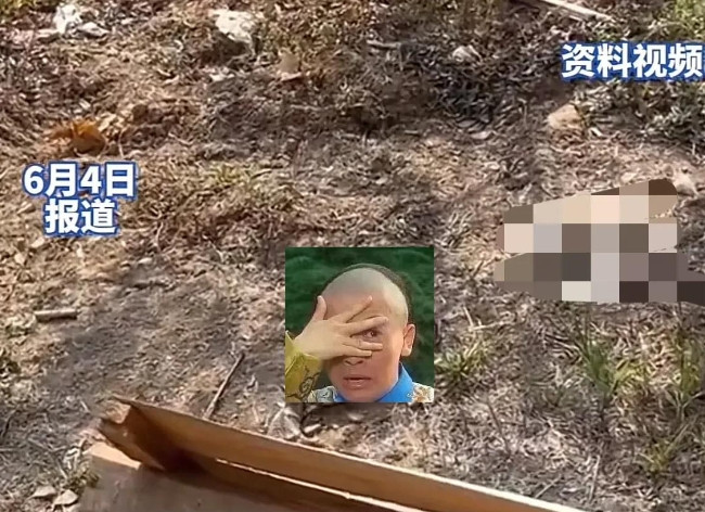温州放生毒蛇引恐慌，目击者曝内幕：装满两大麻袋，疑似外地人所为