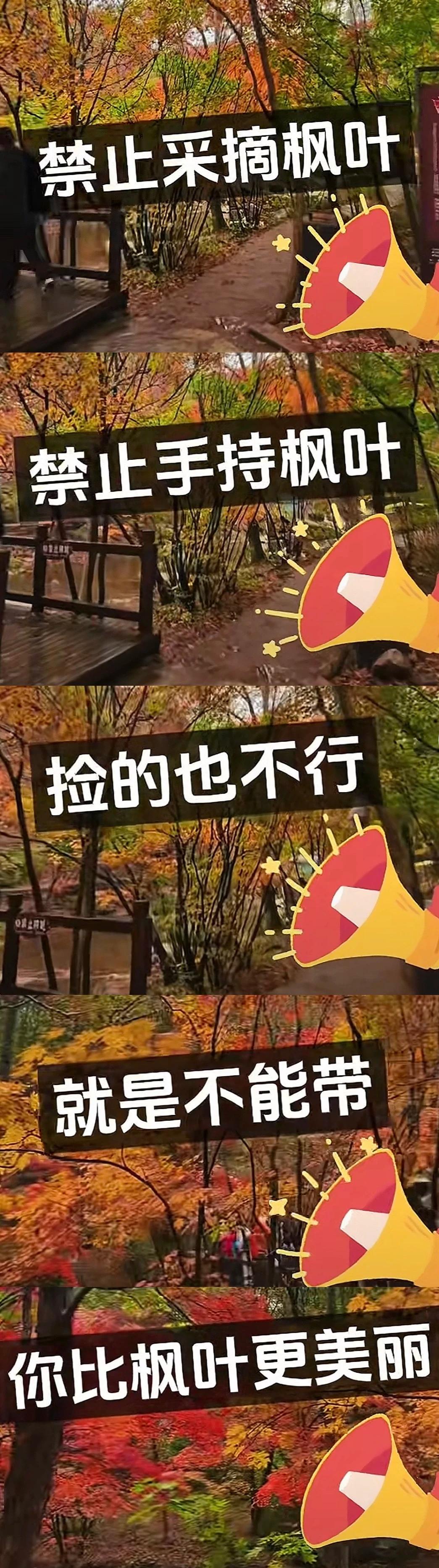 “捡片枫叶都不让？”近日，辽宁本溪老边沟景区“禁止捡枫叶”的规定火上热搜，不少网