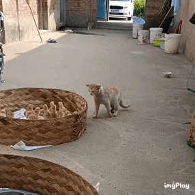 我们一直忽略了，猫其实是猫科动物，这速度，这爆发力。