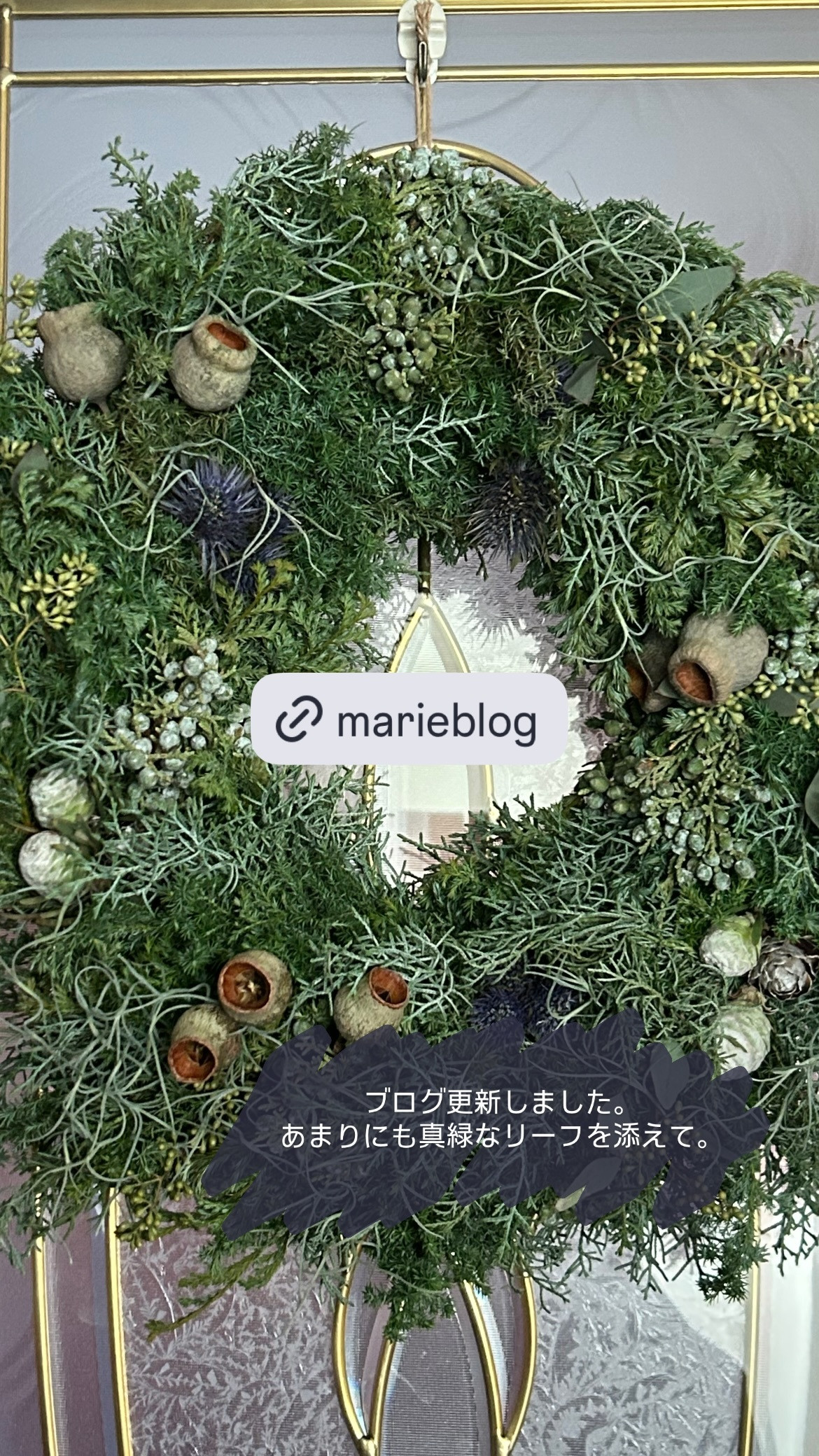 森本茉莉🐨mariegram