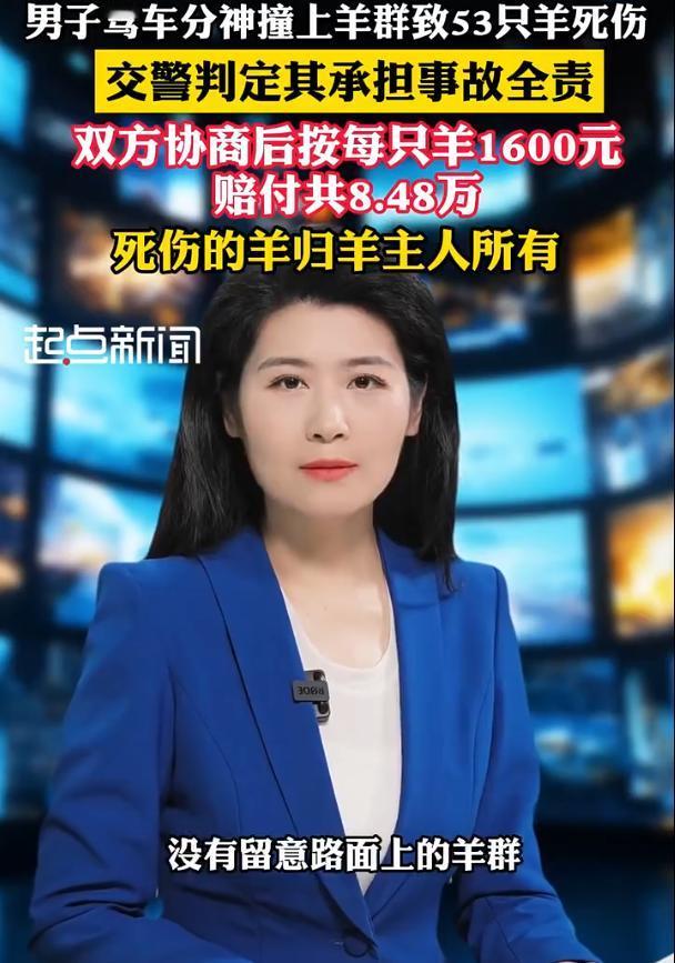 甘肃武威，男子驾车一时分神，没留意路面羊群直接撞了上去，53只羊死伤。交警判定韩