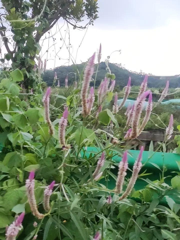 之前蹲在阳台盯自己养的月季，明明前一天还开得饱满舒展，没两天花瓣就蔫得打卷，查完