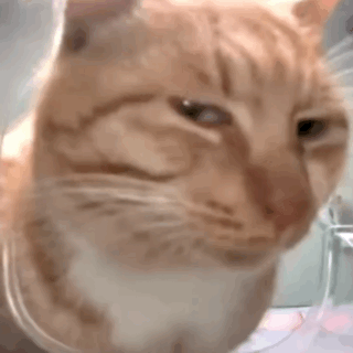 都看见了吧，凡是登月碰瓷的挂件都