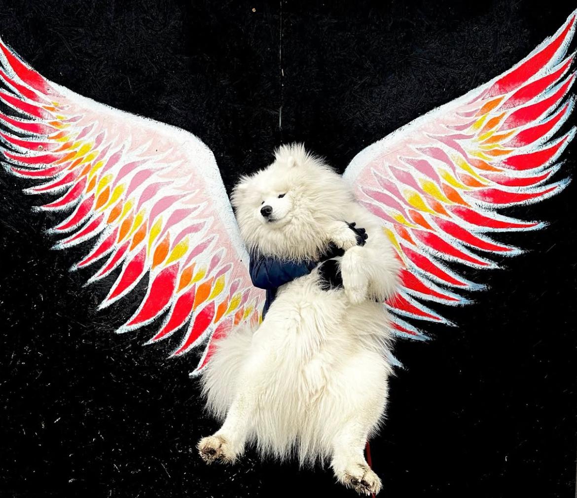 正在cos逆蝶的萨摩耶