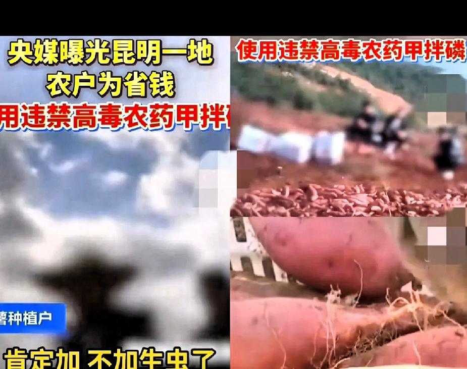 后悔了吧！几瓶药水，干废了建水这10万亩红薯，央视一曝光，大家都傻眼：甲拌磷