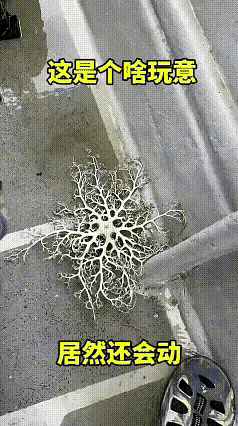 这到底是生物还是植物？我知道它的名字吗？挺吓人的。