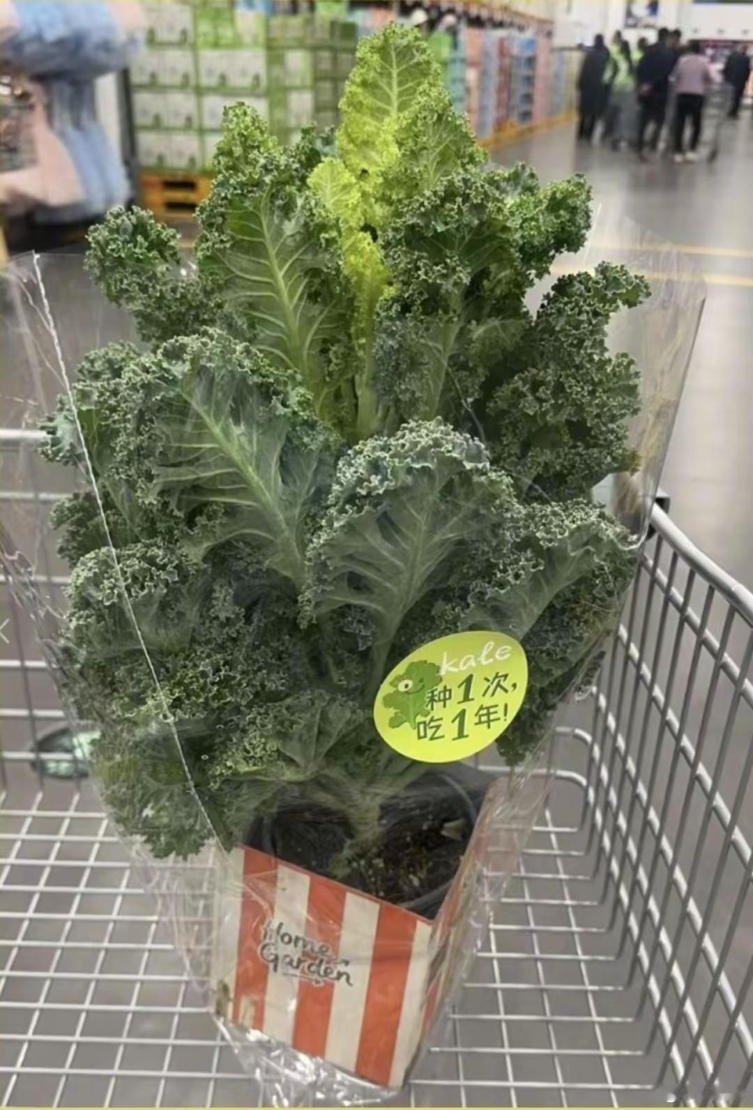 山姆29.9元羽衣甘蓝盆栽被抢空，网红蔬菜2年价格大涨30倍！我这个乡下人彻底