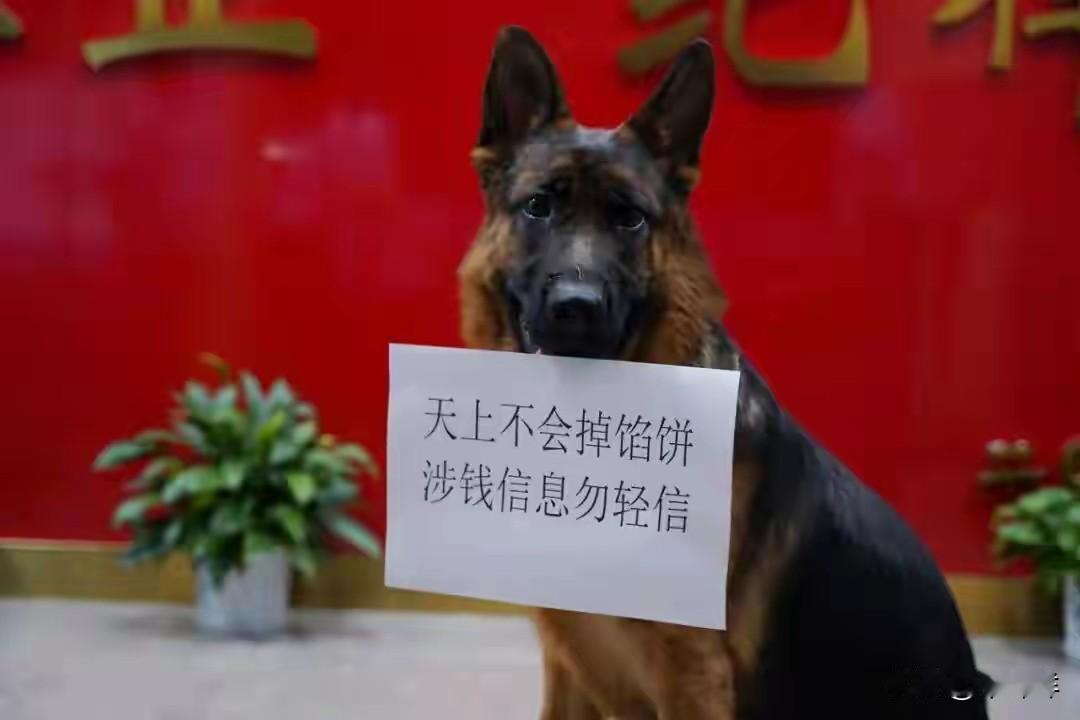 真是笑不活了！狗狗“黑虎”走丢，派出所打工，“被迫营业”竟意外成“反诈标兵”！