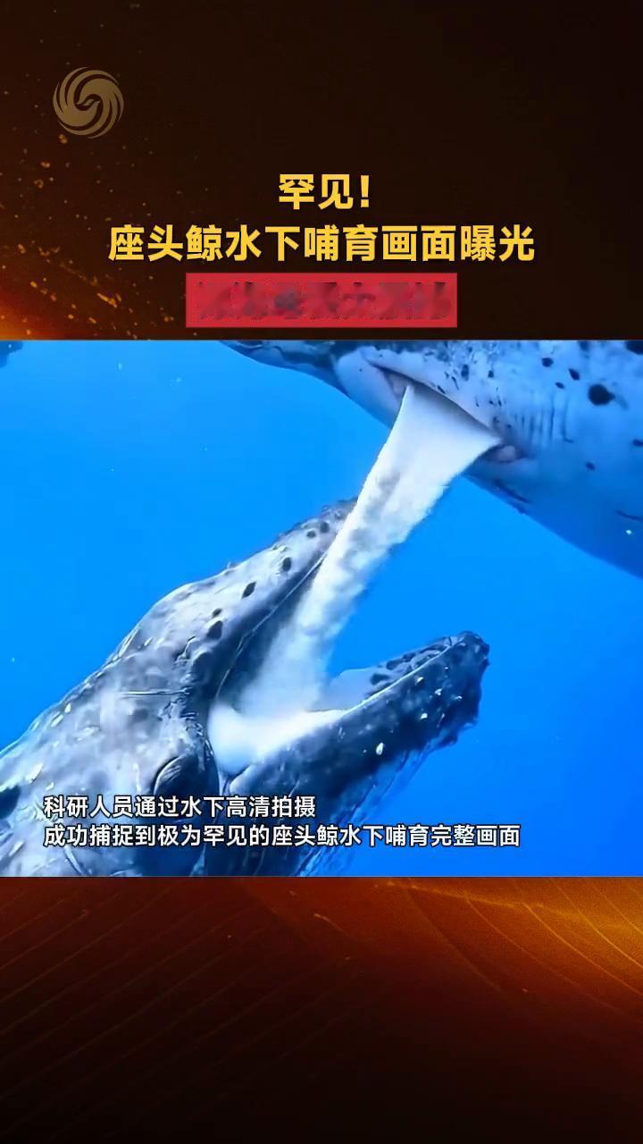 罕见！座头鲸水下哺育画面曝光，深海母爱太震撼！科研人员通过水下高清拍摄，成功捕