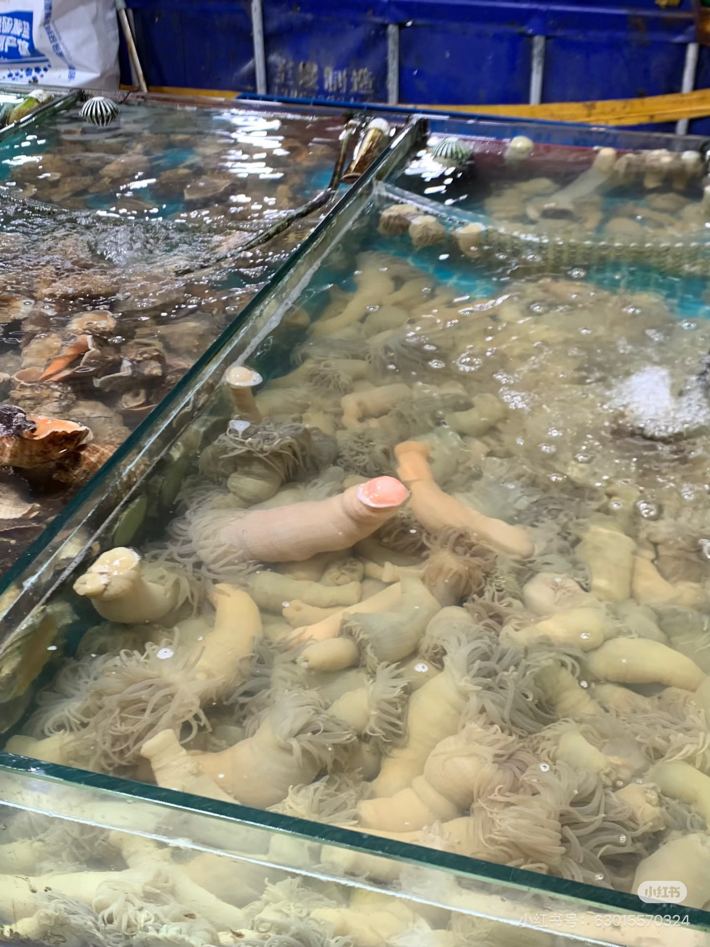 今晚吃海鲜