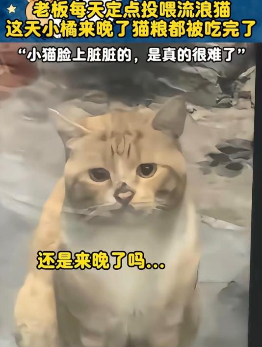 流浪猫因为来晚了，错过了男子的投喂时间，正当它准备饿着肚子转身离开时，男子却带着