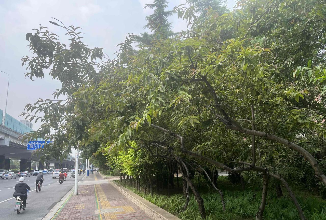 烈日炎炎又到了瓜果飘香的季节，漫步走在石家庄市区路边街道、公园，随处可以看到道路