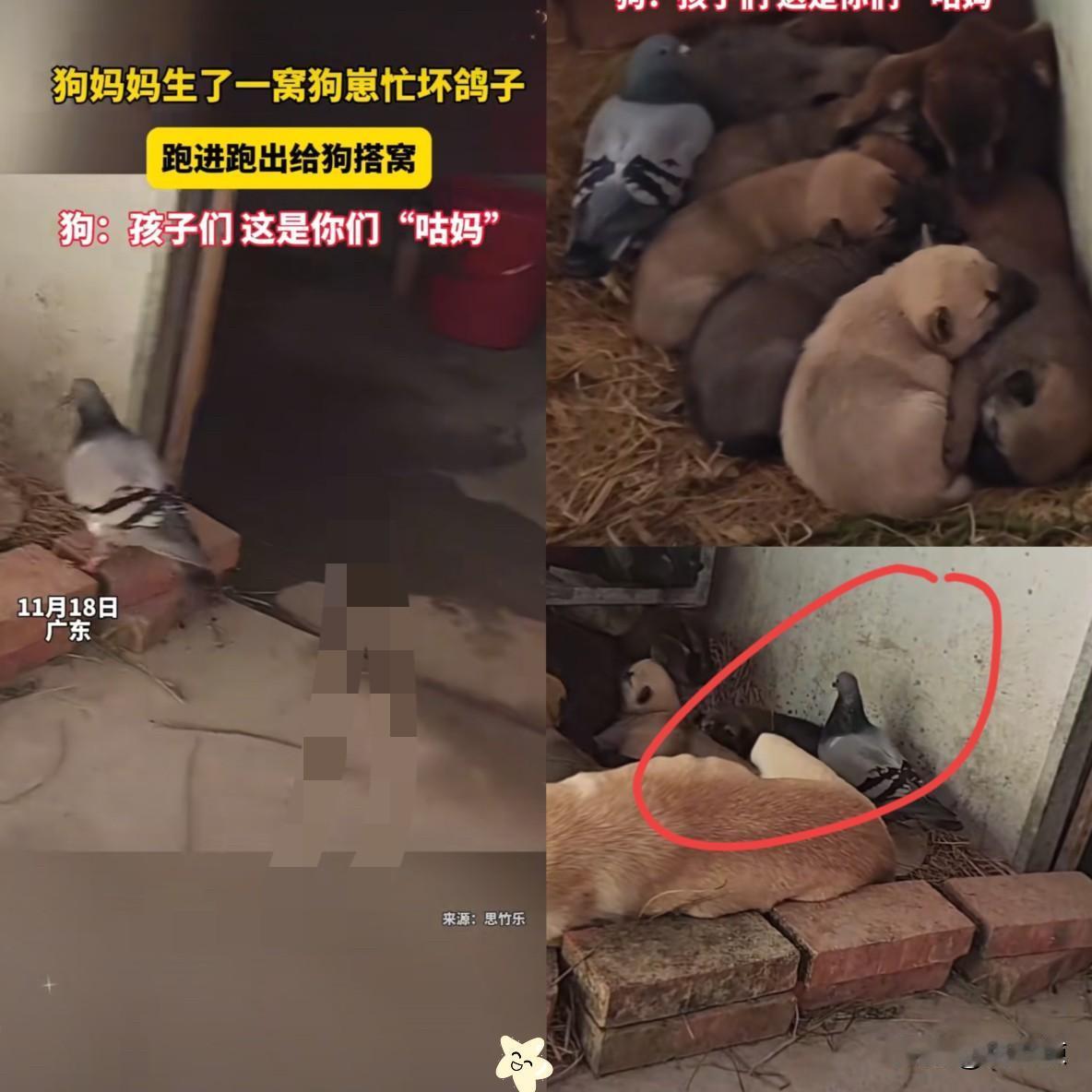 谁能想到！广东网友家的鸽子直接把“跨界暖心”玩到天花板，狗狗刚生下一窝软乎乎的小