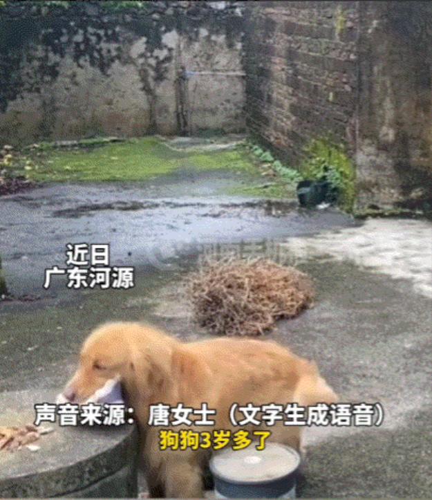 万万没有想到，广东河源，一女子带娃去村诊所看病，出门前她便跟家里的金毛犬开玩笑说