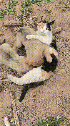 真的被眼前这一幕狠狠治愈了！都说有奶就是娘，这话放在小动物身上，简直太形象