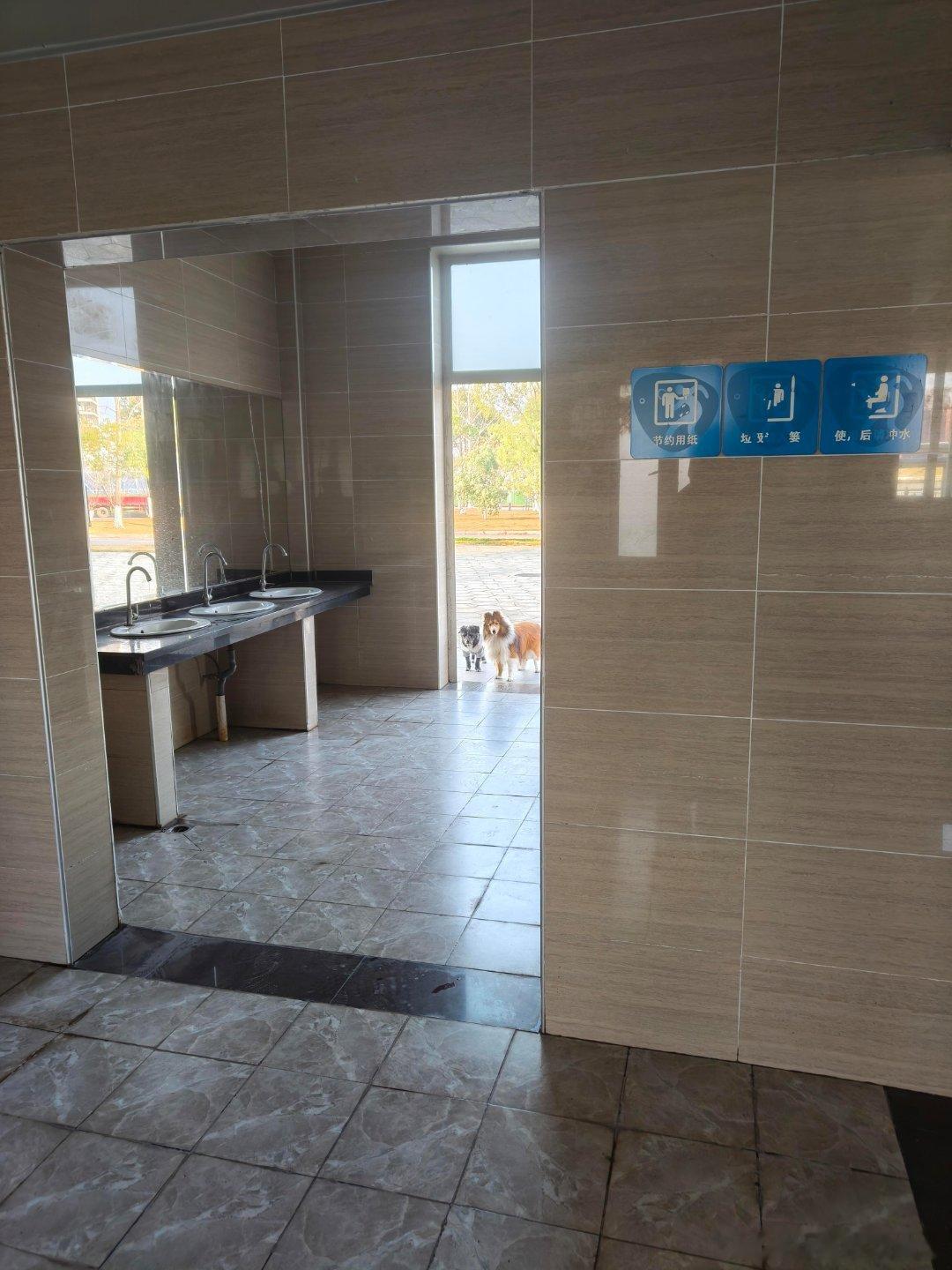 遛狗人在外面上厕所的时候都把狗停哪啊