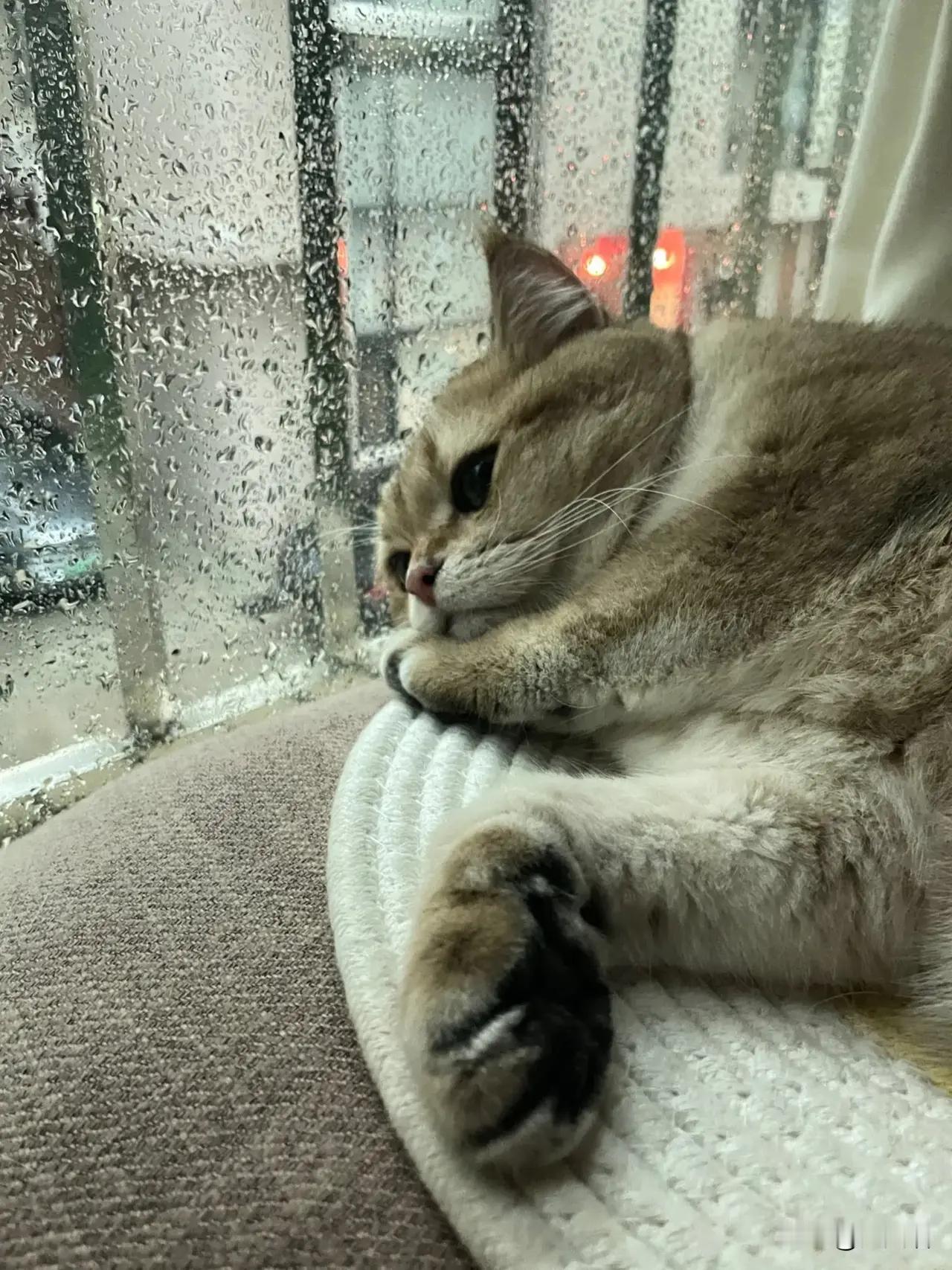 猫猫是不是也有心事呢…………看它那生无可恋的样子好可爱