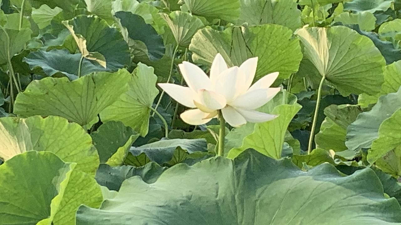 分享一张你拍的花，什么花都行夏日荷塘，白莲盛开，清新自然，美不胜收！🌸🌿