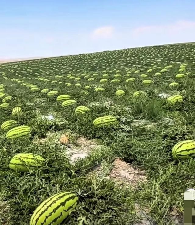 宁夏西瓜错的不是不讲信誉坐地起价，错的是西瓜不是必须品宁夏能垄断[打脸]！往年