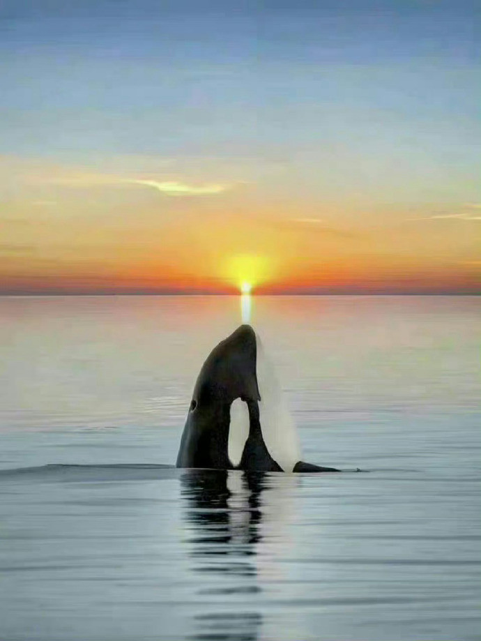 看到这鲸鱼的人20s评论定会幸运一整年🐳