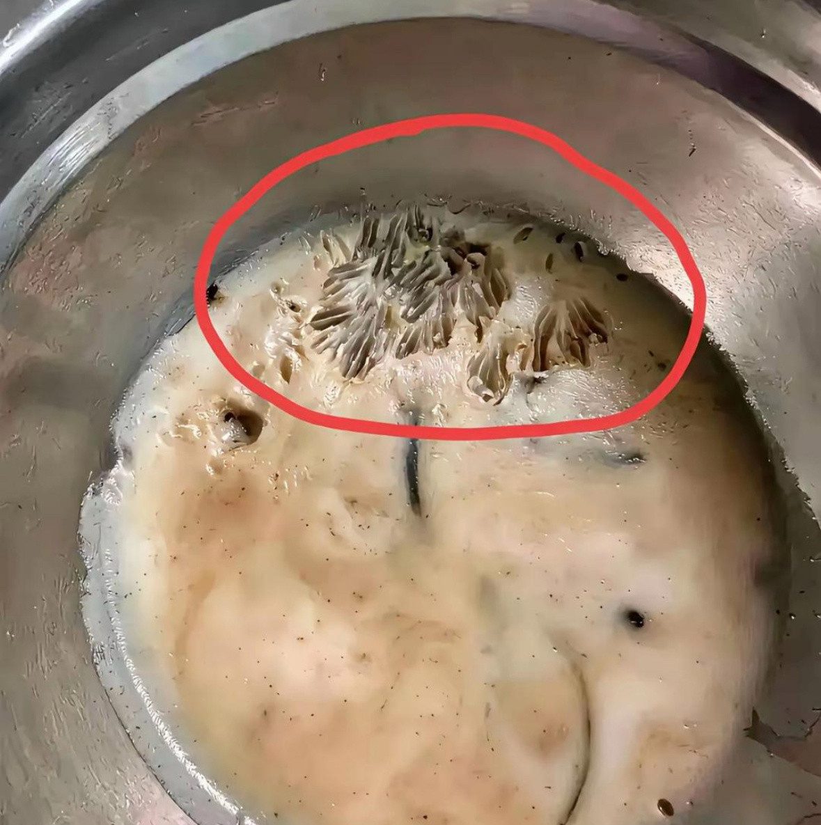 我家猪油好像被什么啃过了，一眼就看到上边有不明痕迹，肯定不是人干的，到底还能不能