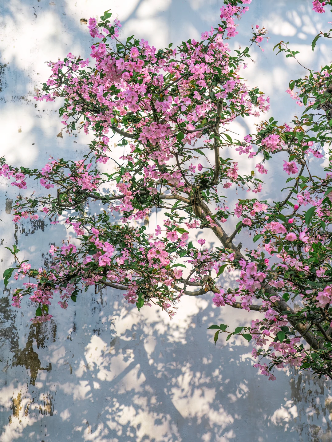 原来四月才是苏州园林的封神季节！！