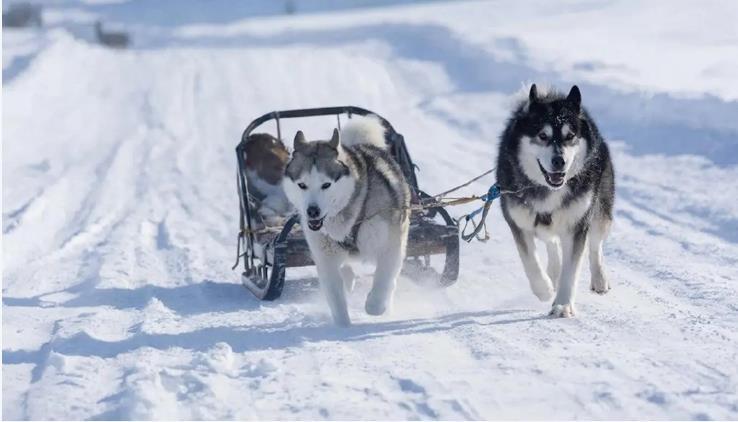 丹麦对美国的主张作出回应，并强调格林兰岛上不光只有“狗拉雪橇”欧洲白左