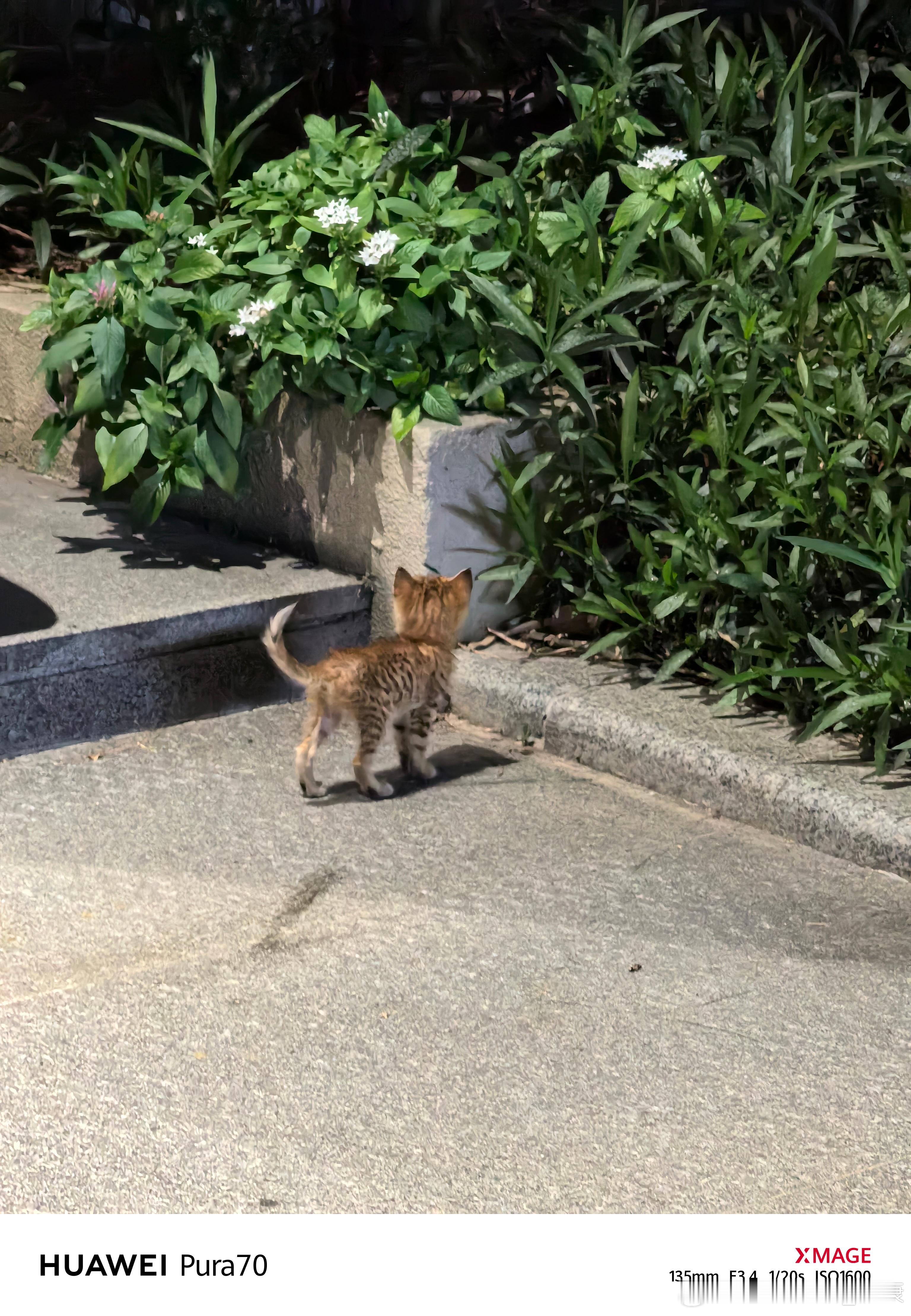有时候觉得流浪猫可爱，但不去喂食。因为喂流浪猫的行为，纯粹就是，为了满足一己私欲
