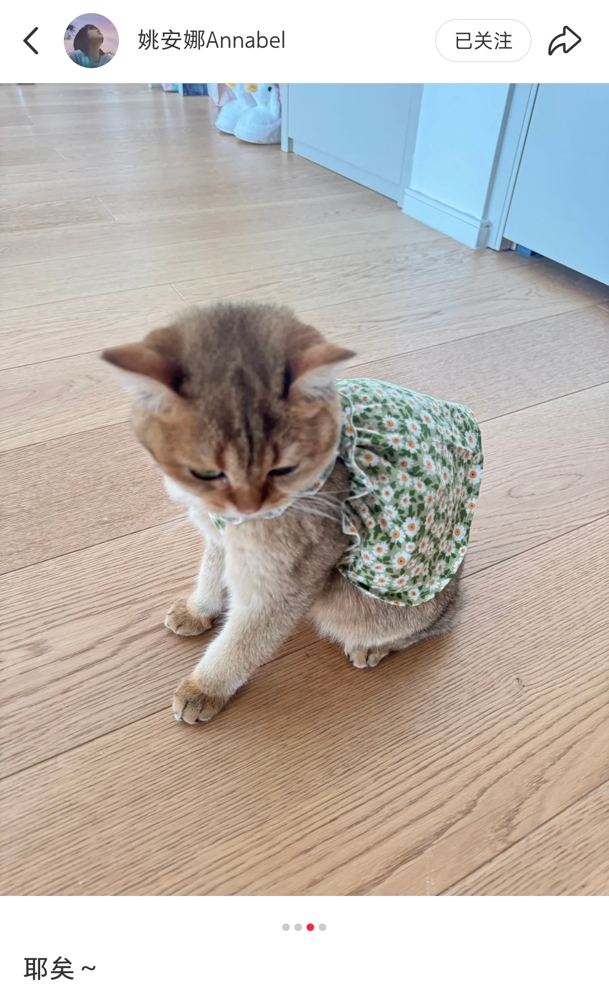 姚安娜的小猫咪，还给穿上了碎花小裙纸她很喜欢猫，养了好几只。​​​