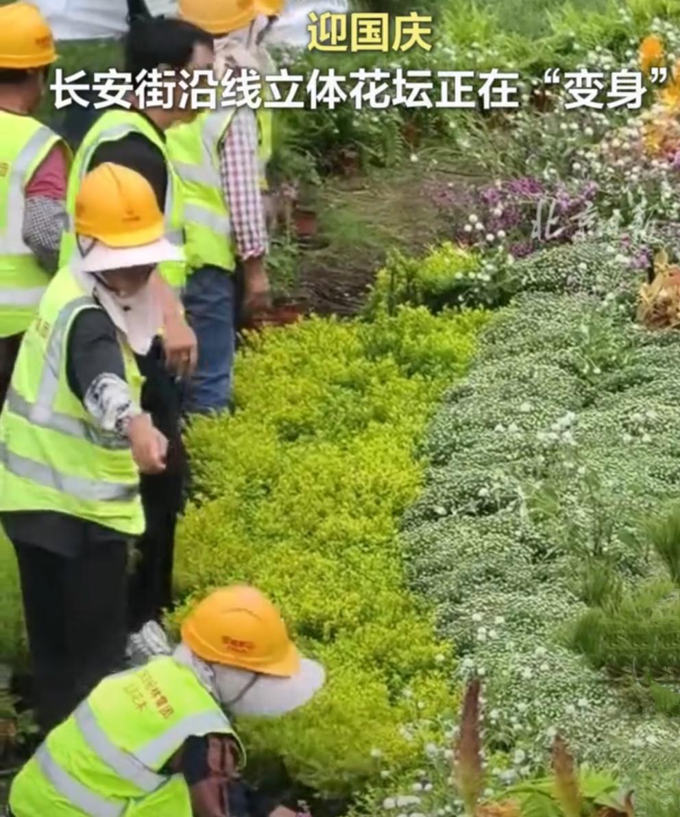 速看！长安街花坛大换装，国庆氛围拉满家人们，大消息！长安街的花坛开始悄悄“