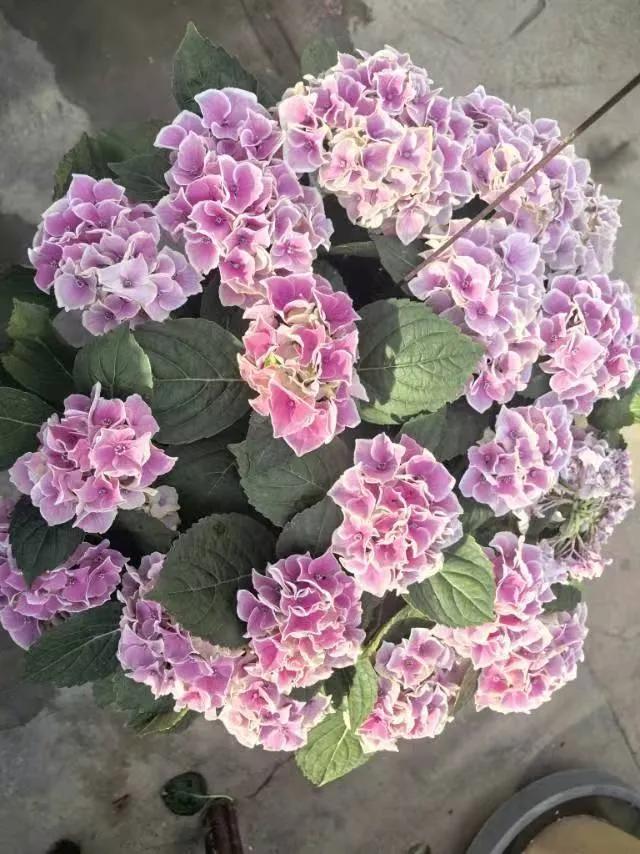 男子45岁，单身，亲戚介绍对象给他。女子有一儿一女，老公去世，提出彩礼六万八，不