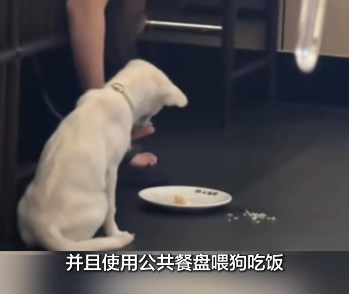 “这损失不小啊！”长沙小菜园，一名顾客用餐盘喂狗狗吃饭，小菜园决定把全部餐具销