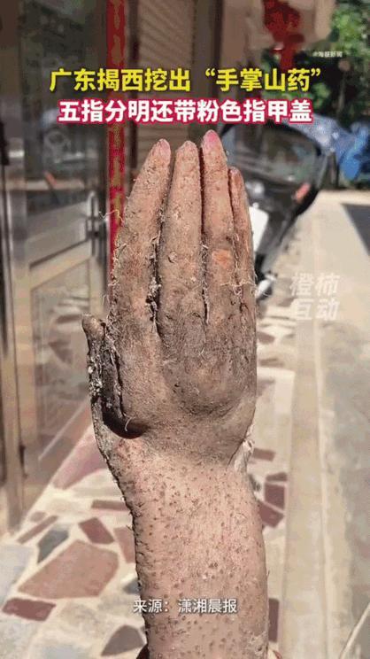 3月14号下午，广东揭阳揭西县马头村，一个老太太去自家菜地挖淮山。这块地她种